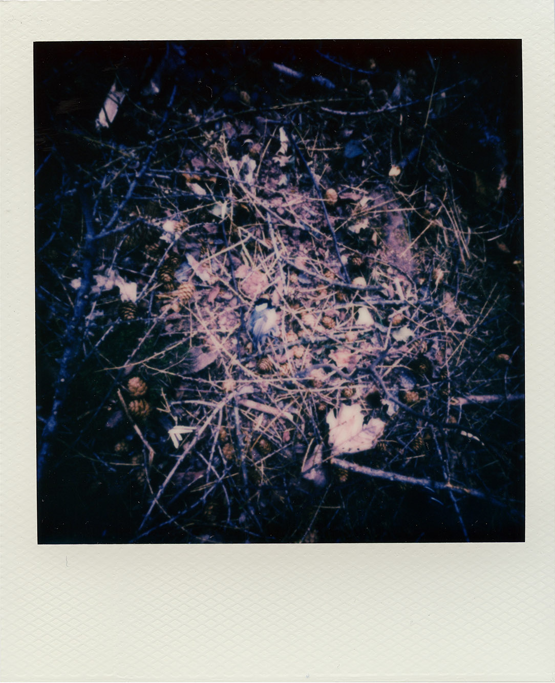 Fotografia otworkowa – Polaroid, Obscura