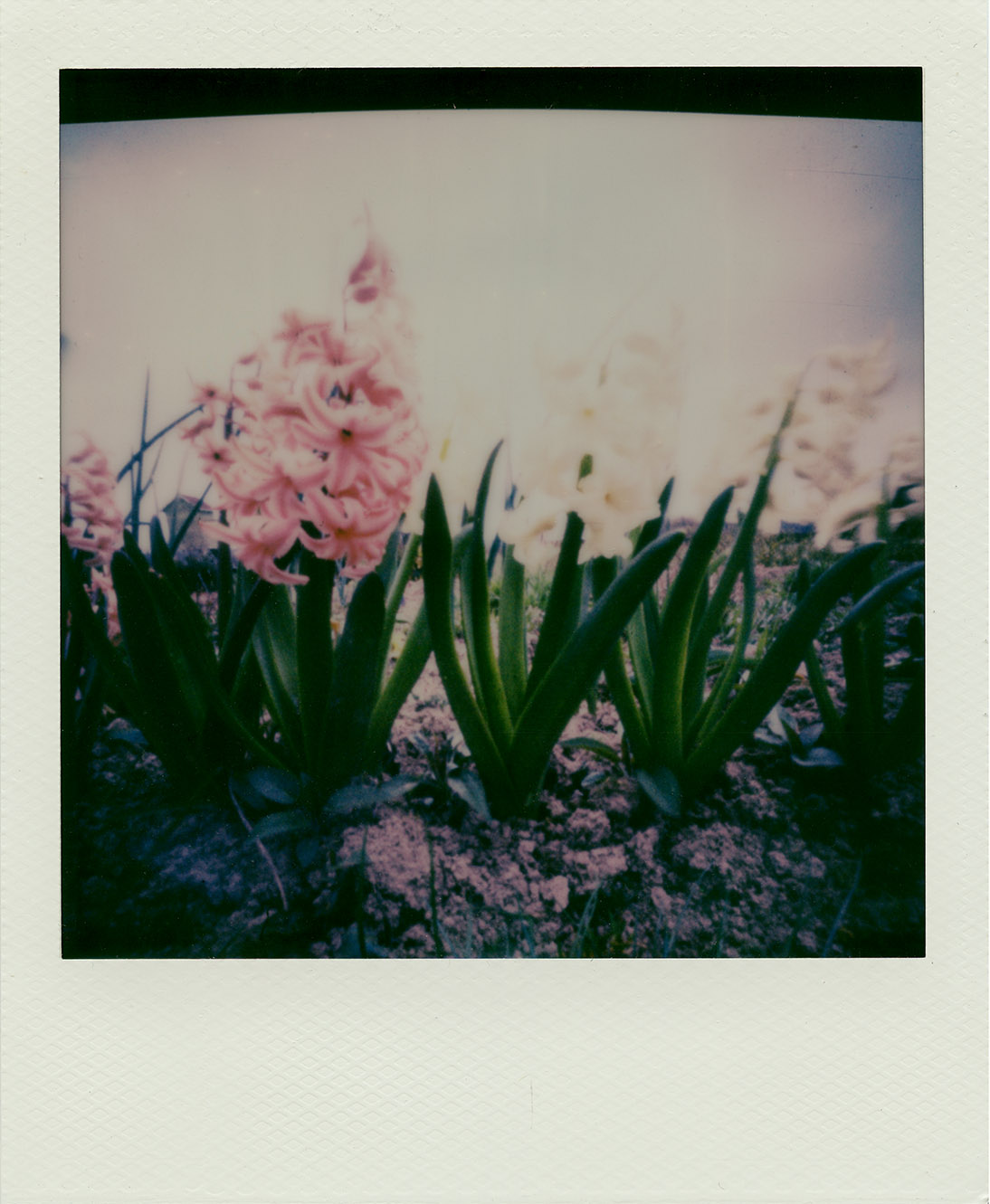 Fotografia otworkowa – Polaroid, Obscura